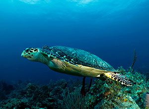 Puerto Aventuras Snorkel Tour